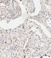 COL8A2 Antibody (C-term)